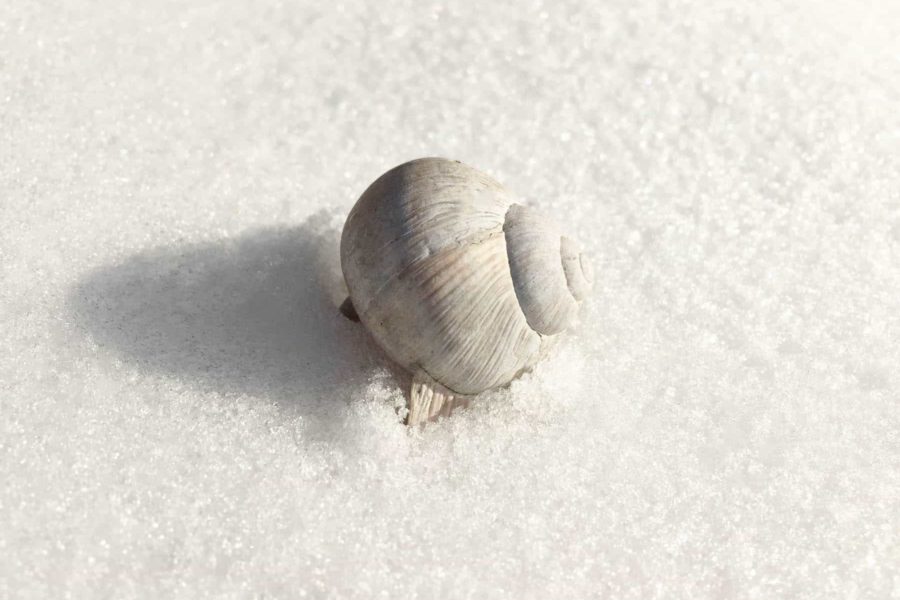 Schöne Haut mit Schneckenschleim Kosmetik